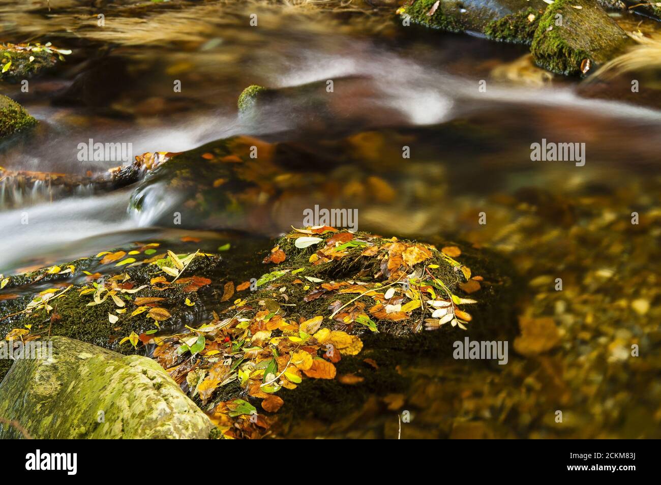 Beautiful low angle closeup of a river in the middle of the forest Stock Photo