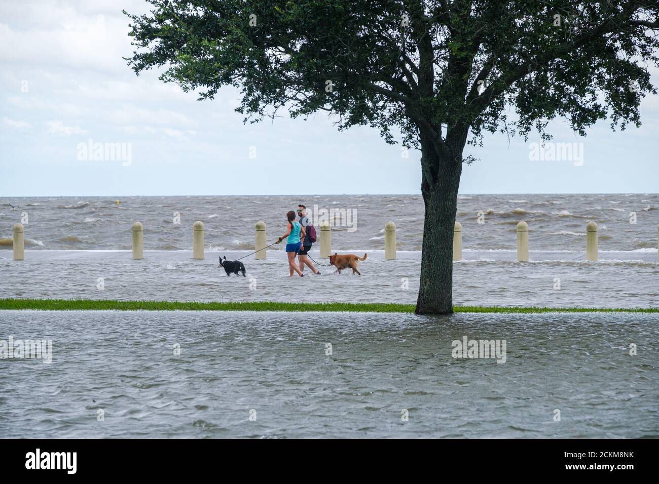 New Orleans, Louisiana/USA - 9/15/2020: Couple with dogs wading in flooded street on Lake Pontchartrain Stock Photo