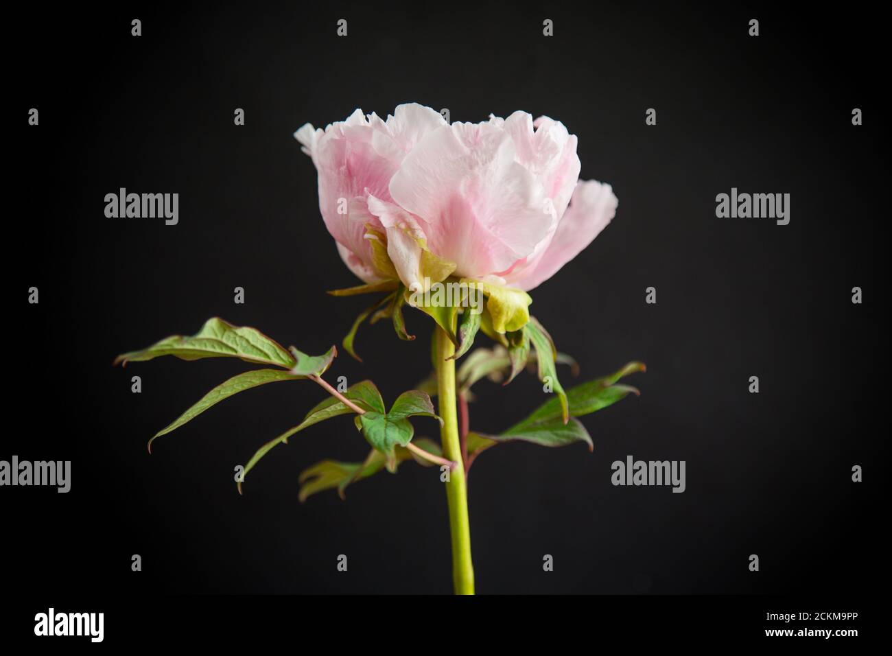 blooming pink tree peony flower on black background Stock Photo