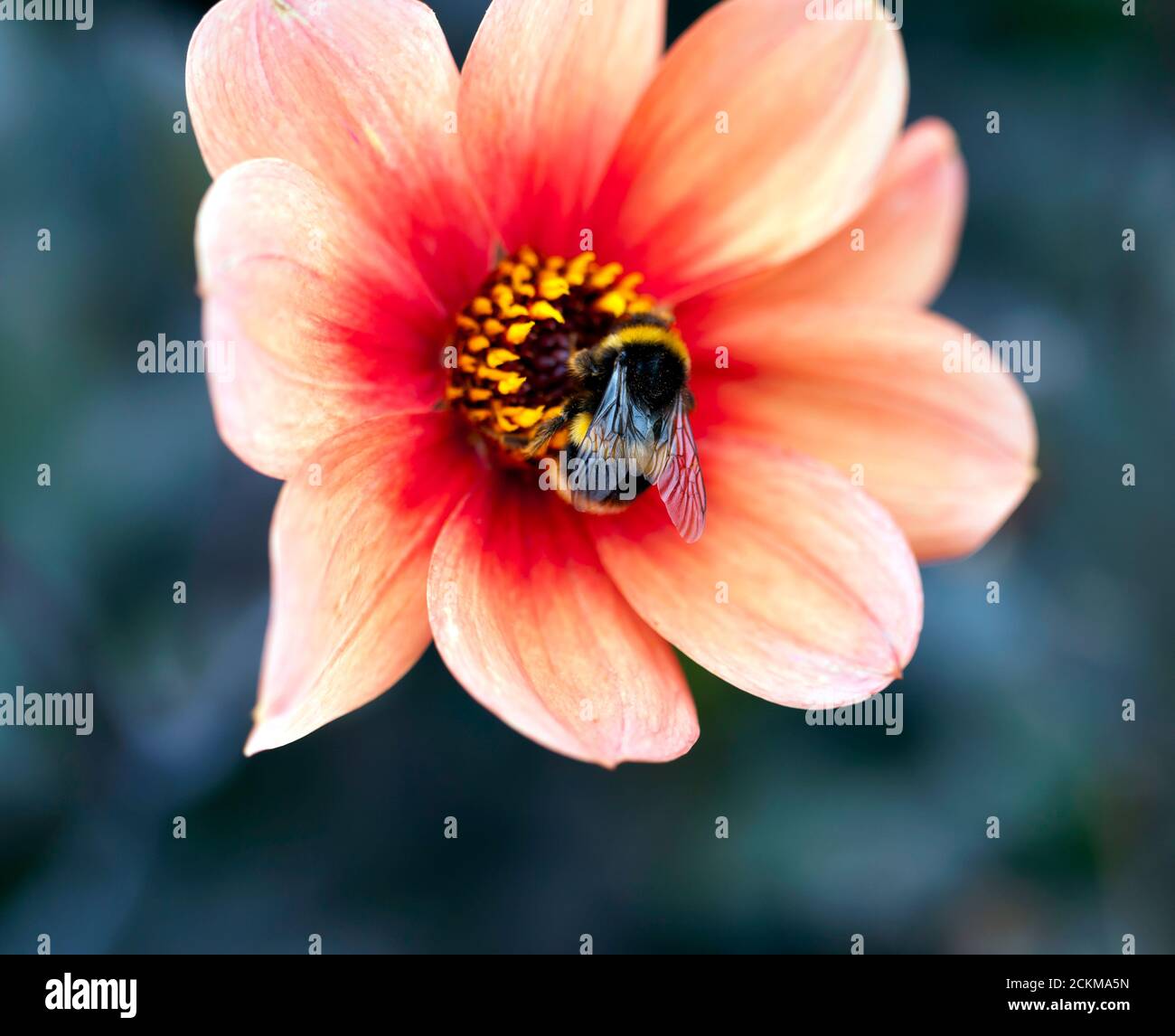 Macro image of a Bee foraging for pollen on a Single Dahlia Flower at Walmer Castle Gardens Stock Photo