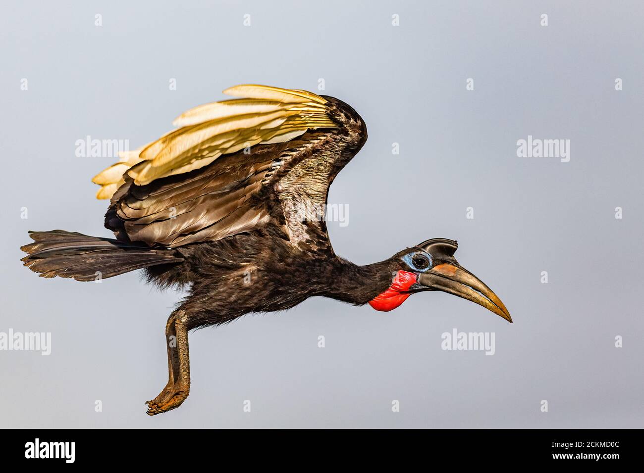 Abyssinian ground hornbill in flight Stock Photo