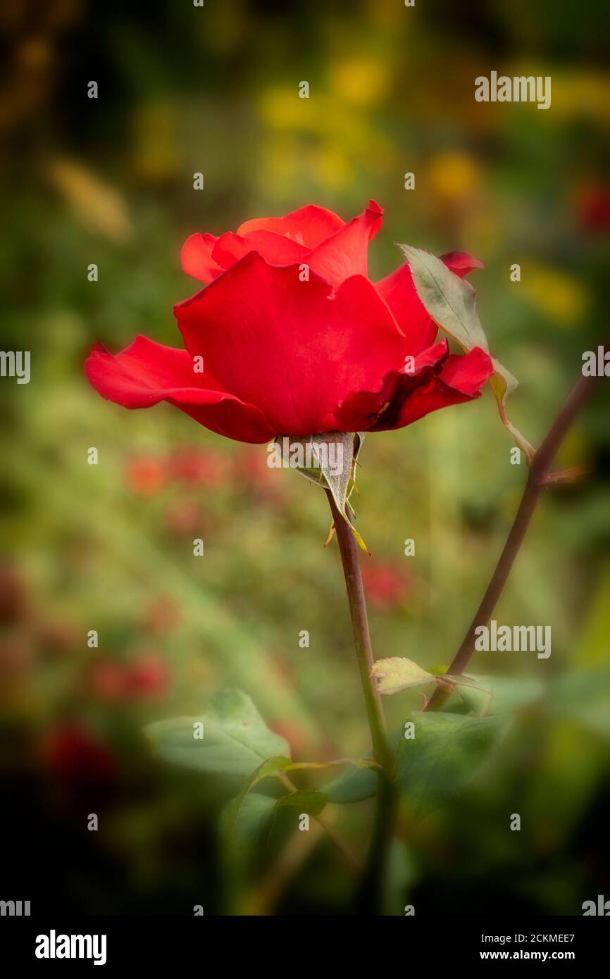 Rose as a bringer of beauty and romance Stock Photo - Alamy