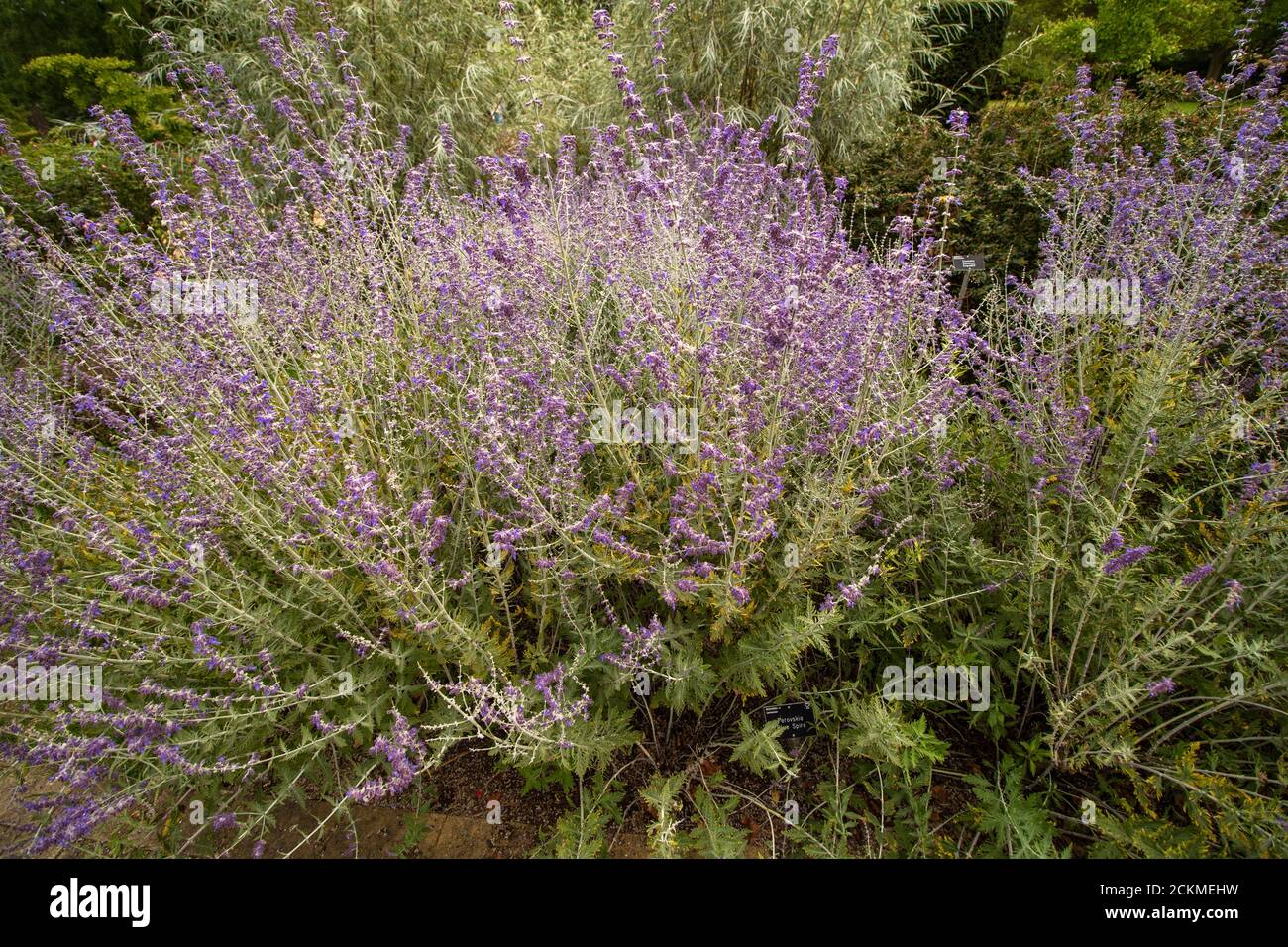 Pervoskia 'Blue Spire' garden flower Stock Photo