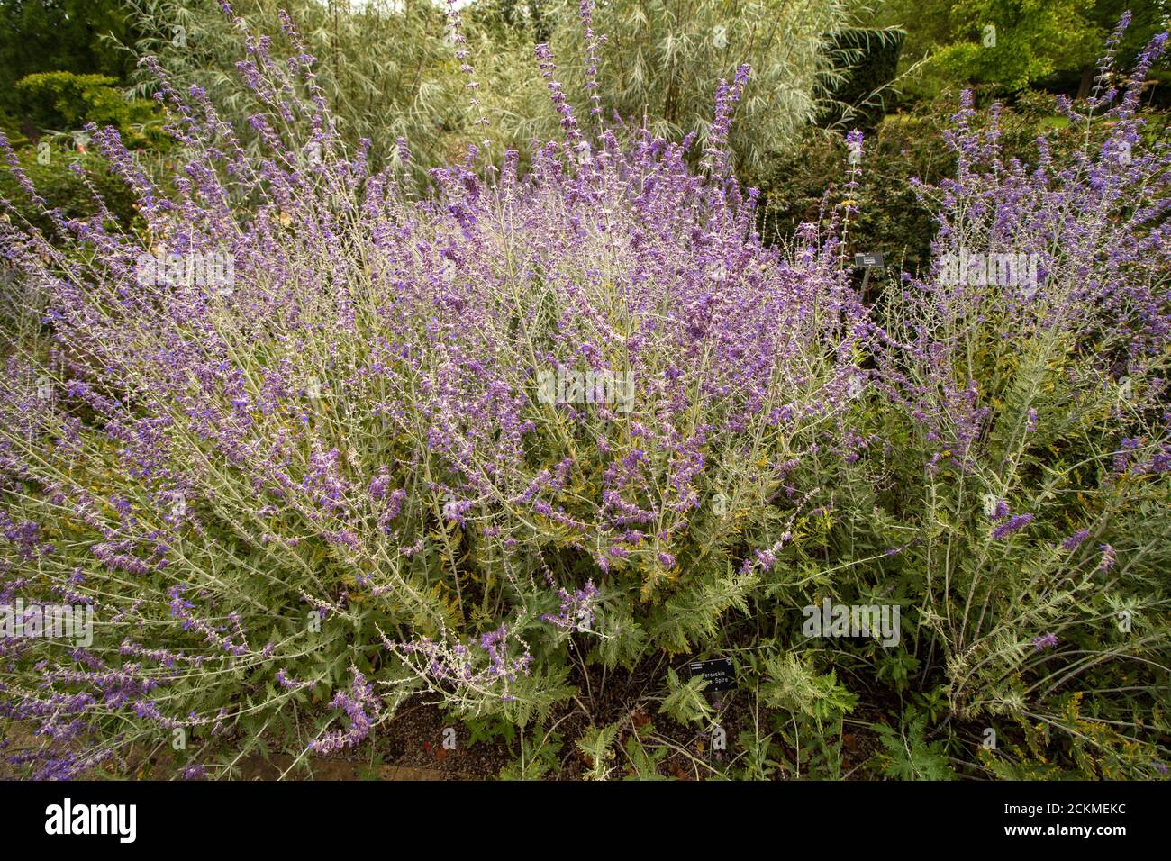 Pervoskia 'Blue Spire' garden flower Stock Photo