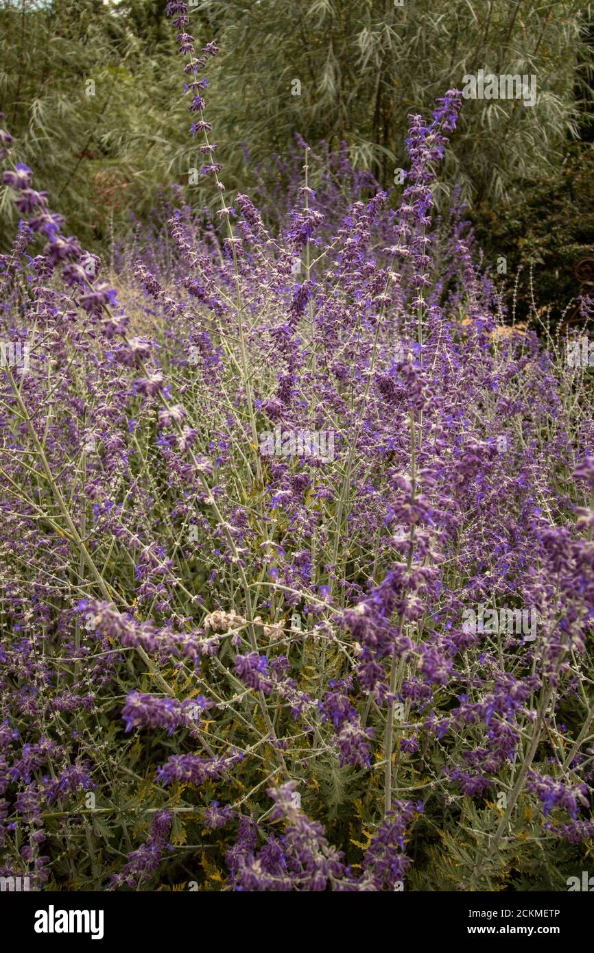 Pervoskia 'Blue Spire' garden flower Stock Photo