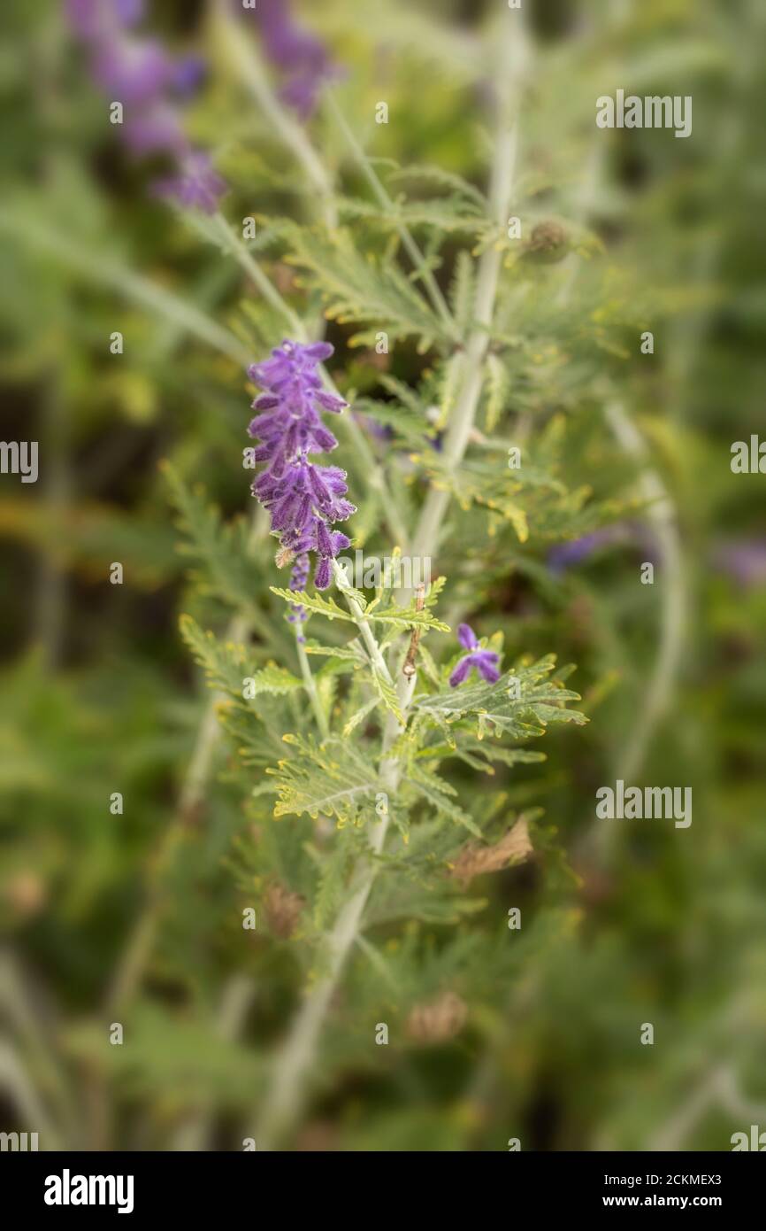 Pervoskia 'Blue Spire' garden flower Stock Photo