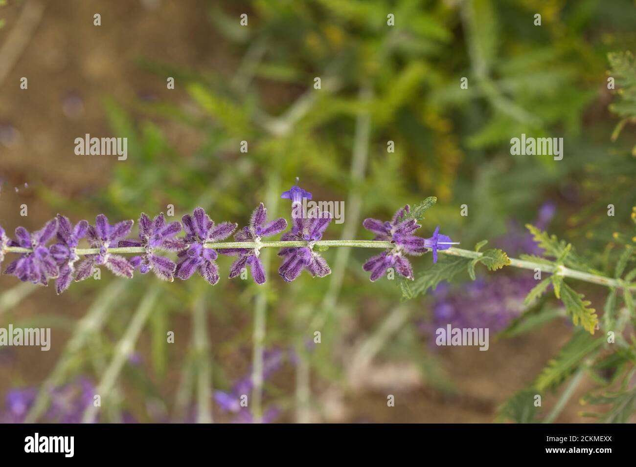 Perovskia 'Blue Spire' flowering Stock Photo