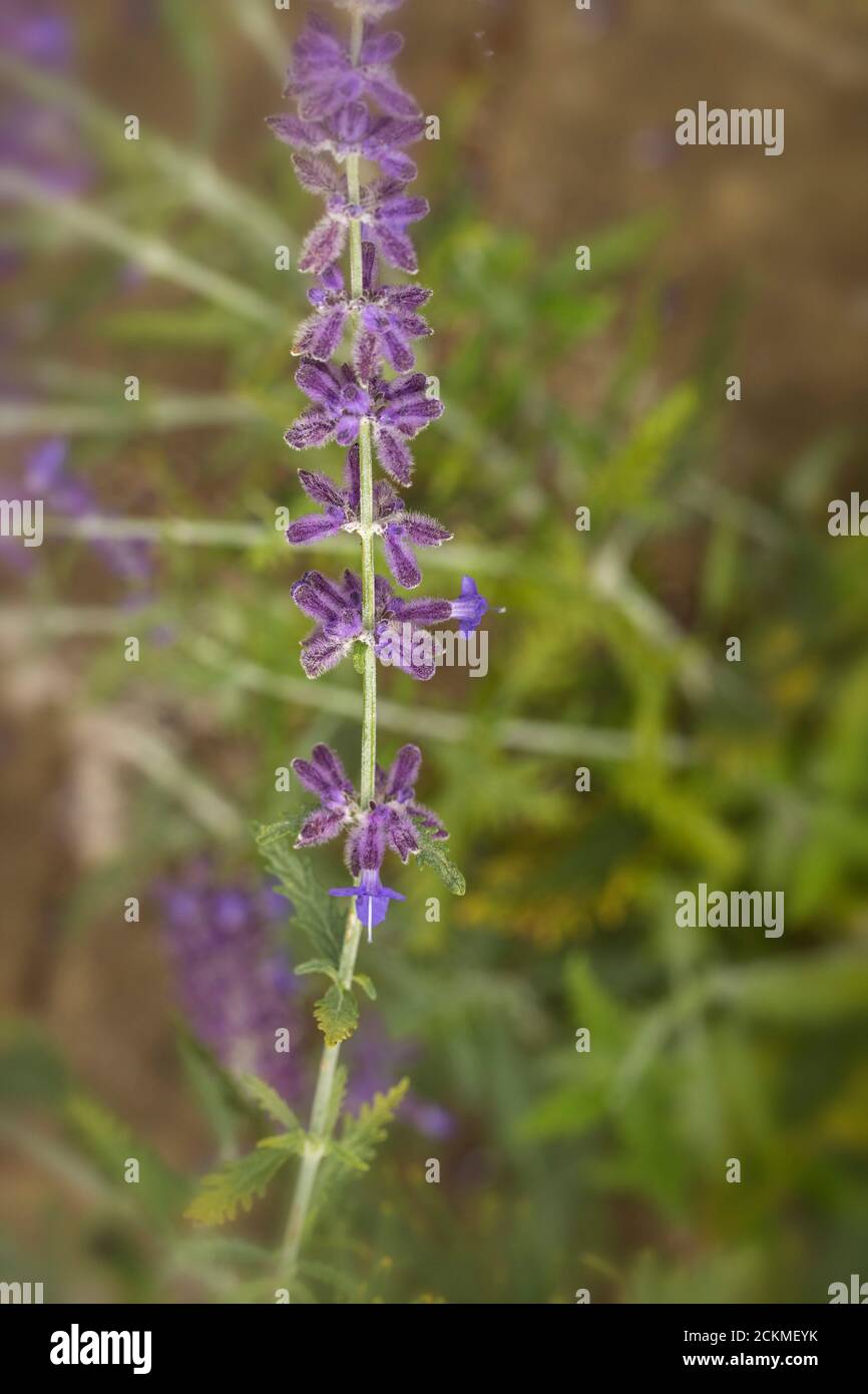 Perovskia 'Blue Spire' flowering Stock Photo