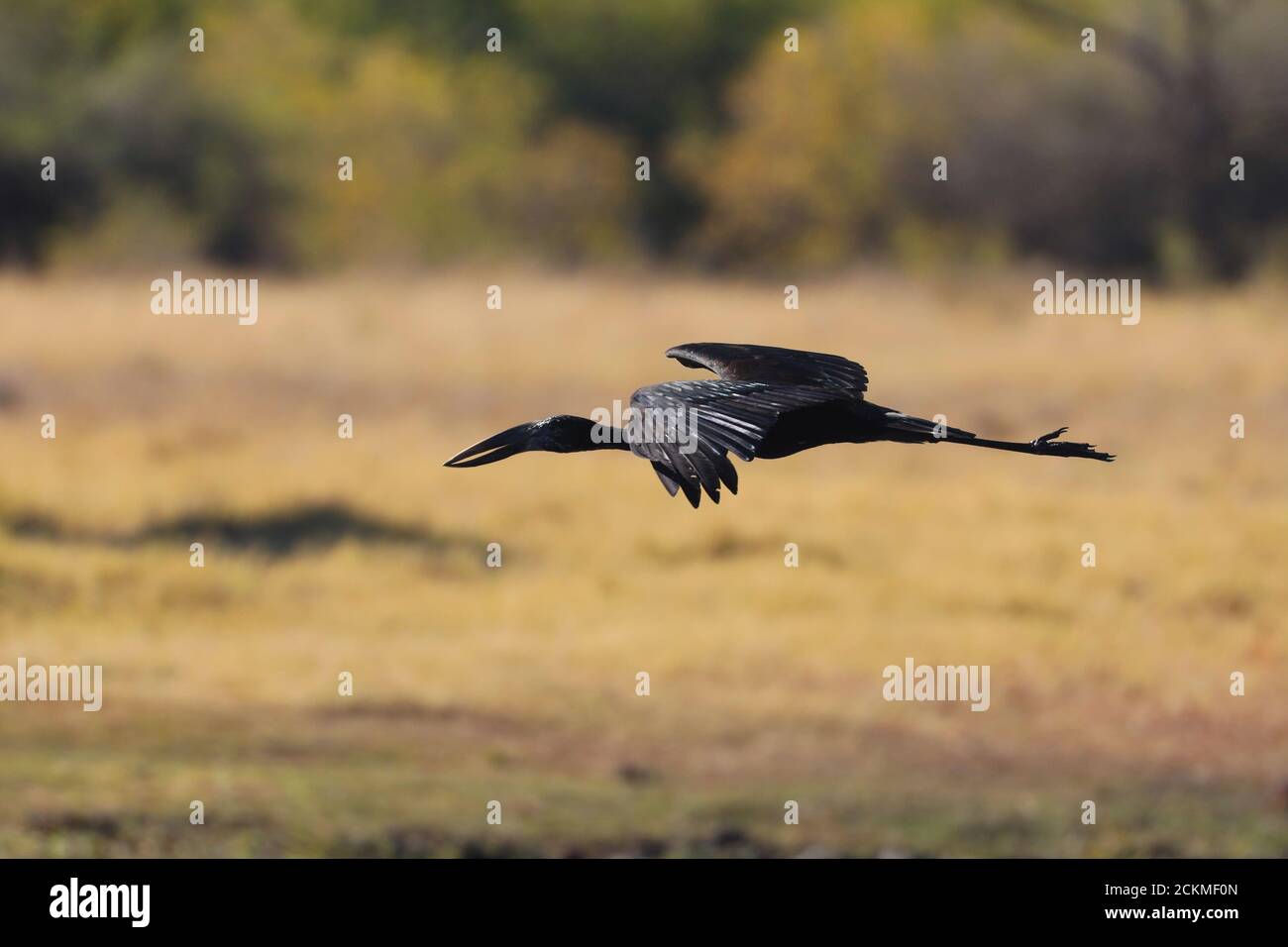 Stork in flight Stock Photo
