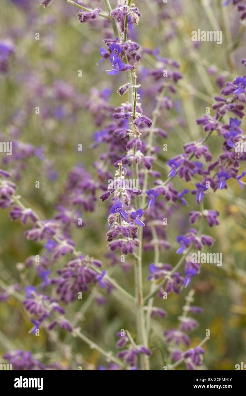 Perovskia 'Blue Spire' flowering Stock Photo