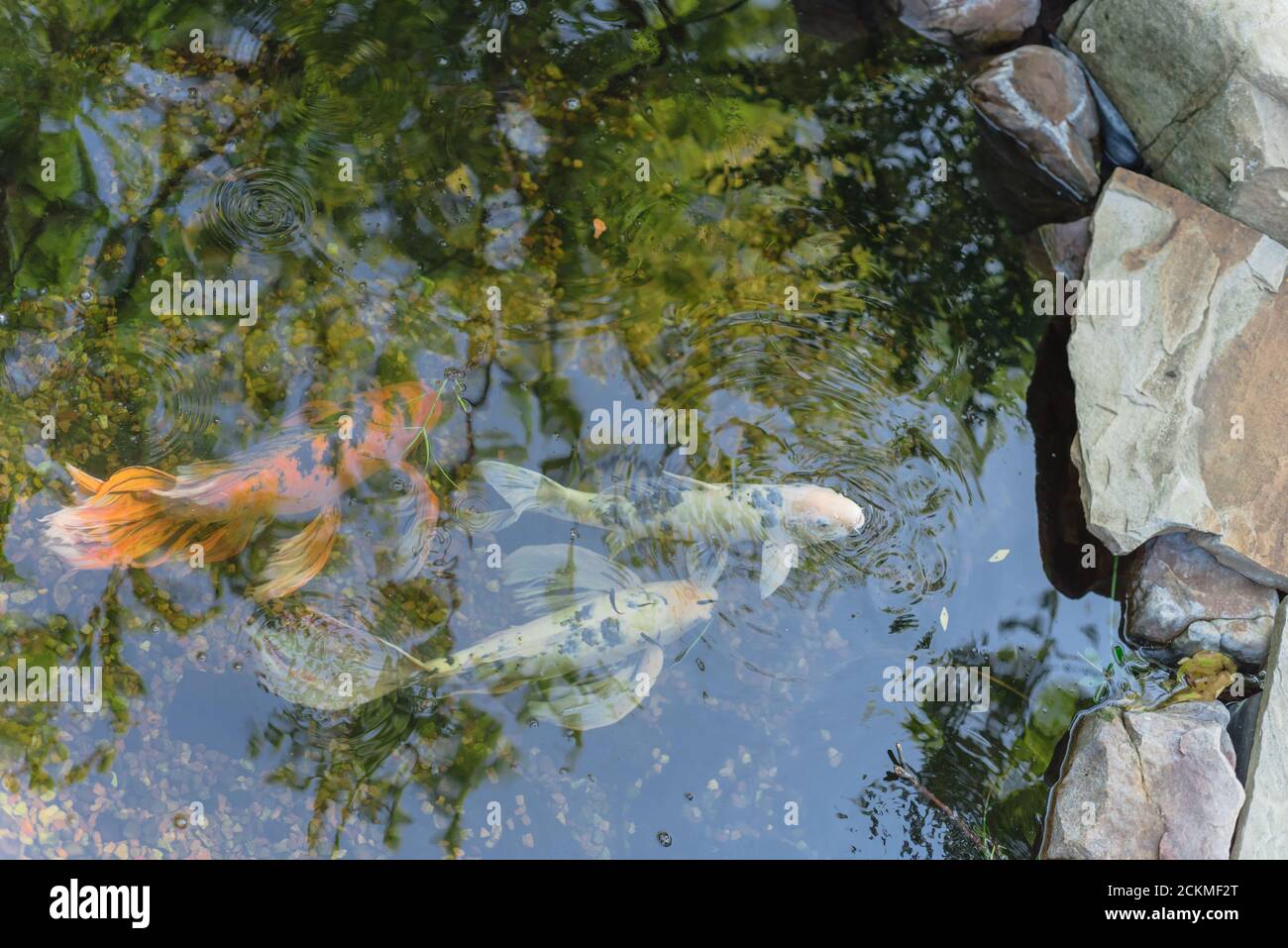Water garden with landscaping rocks and colorful koi fishes swimming
