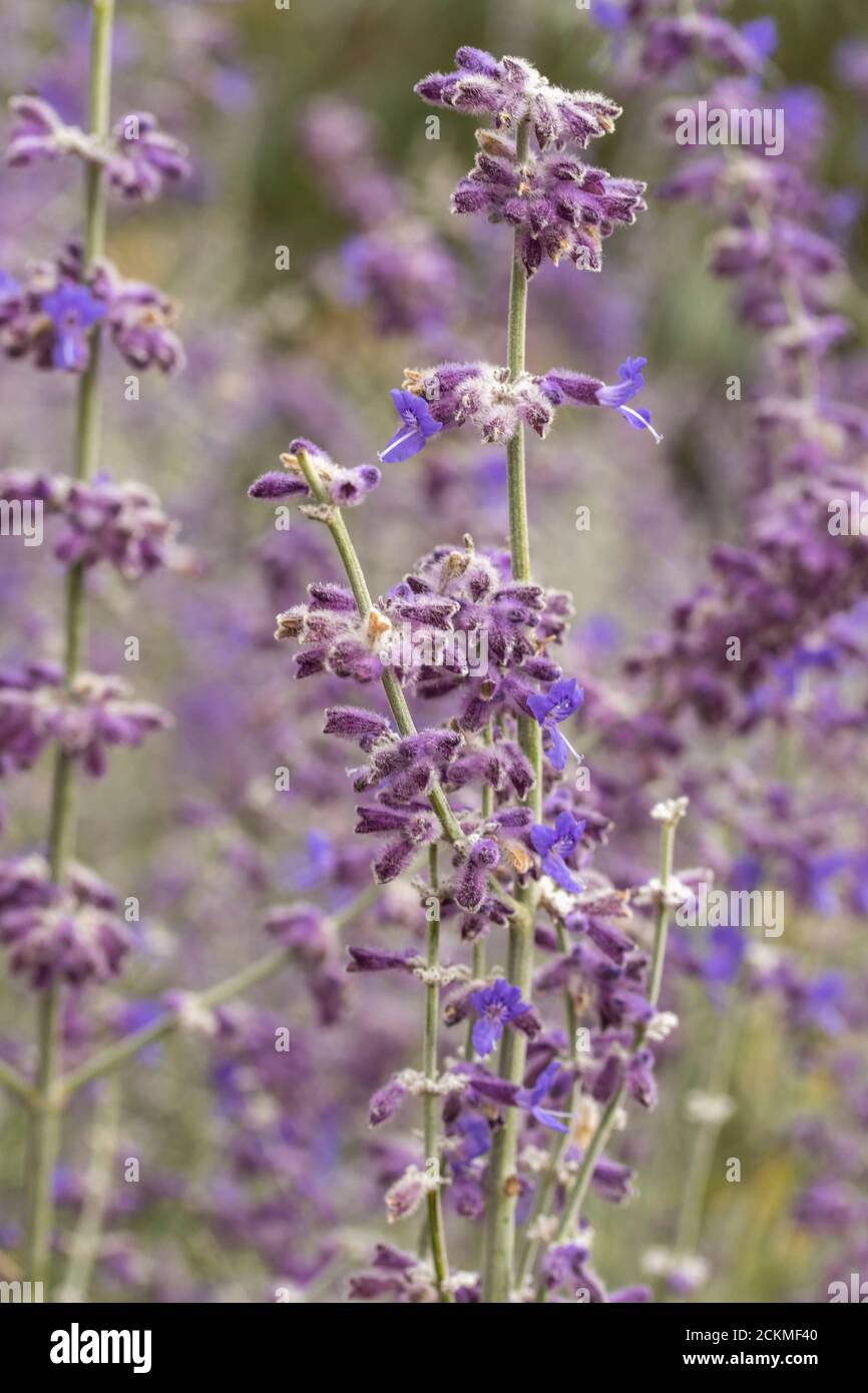 Perovskia 'Blue Spire' flowering Stock Photo