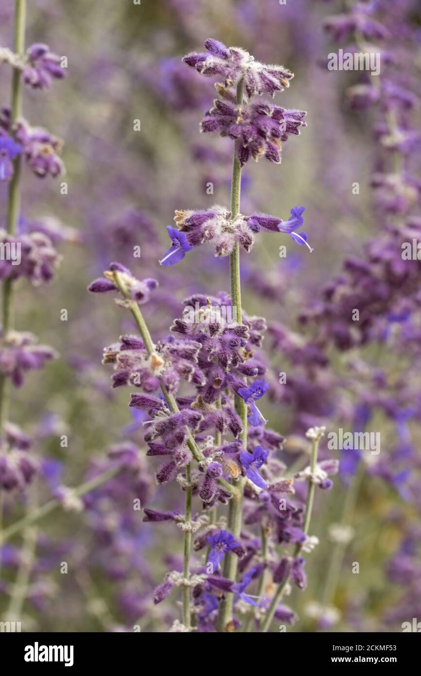 Perovskia 'Blue Spire' flowering Stock Photo
