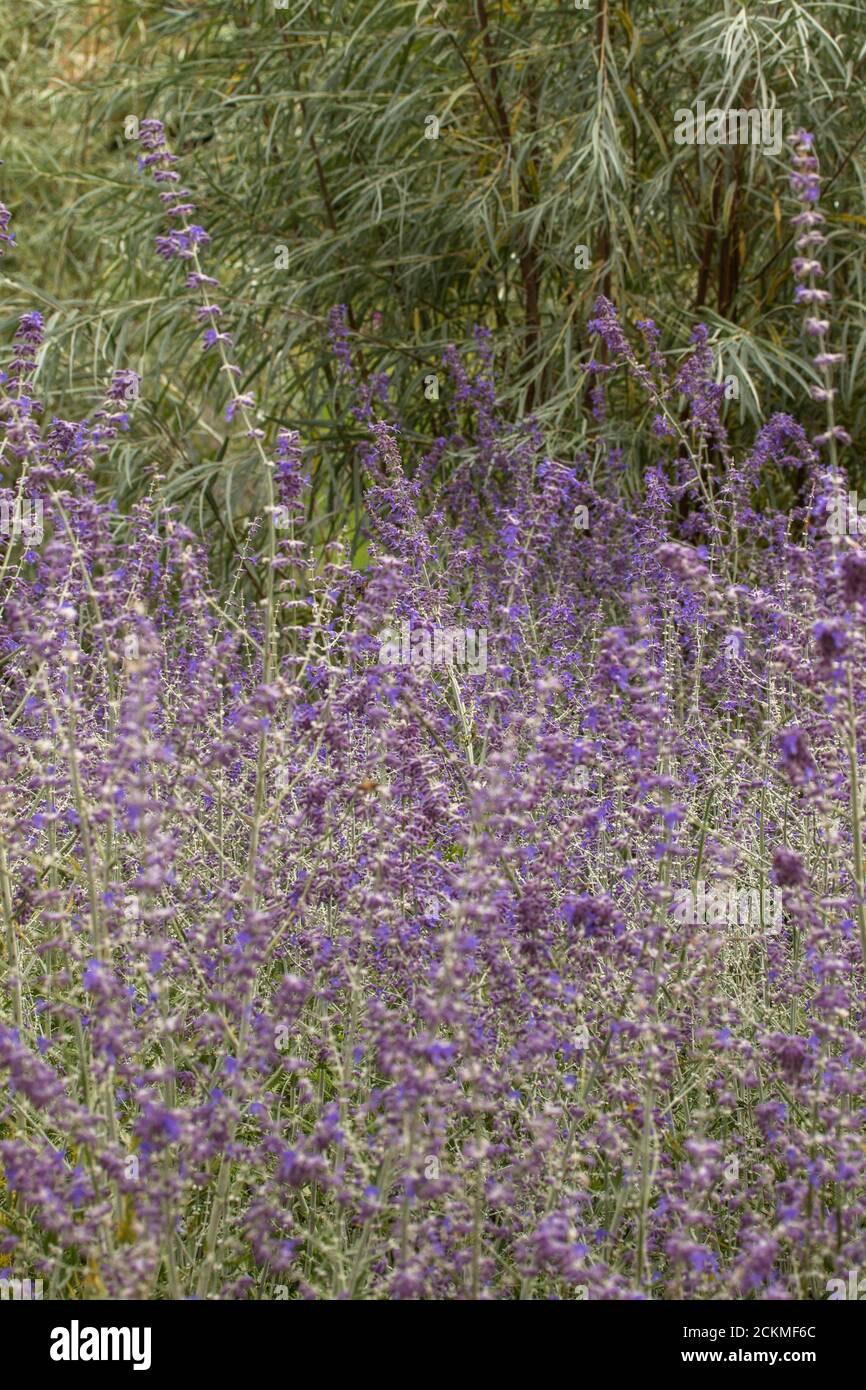 Perovskia 'Blue Spire' flowering Stock Photo