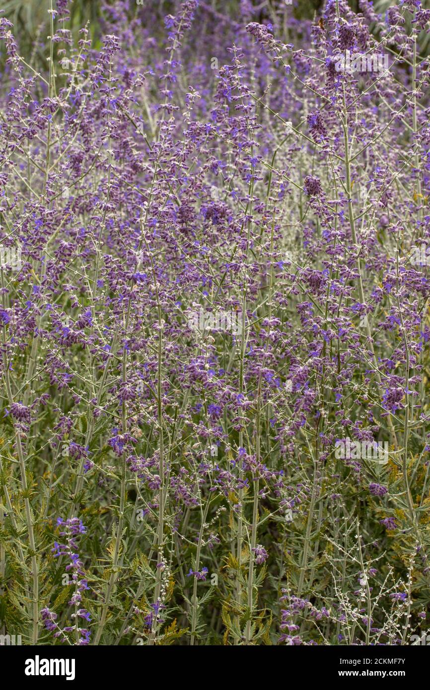 Perovskia 'Blue Spire' flowering Stock Photo