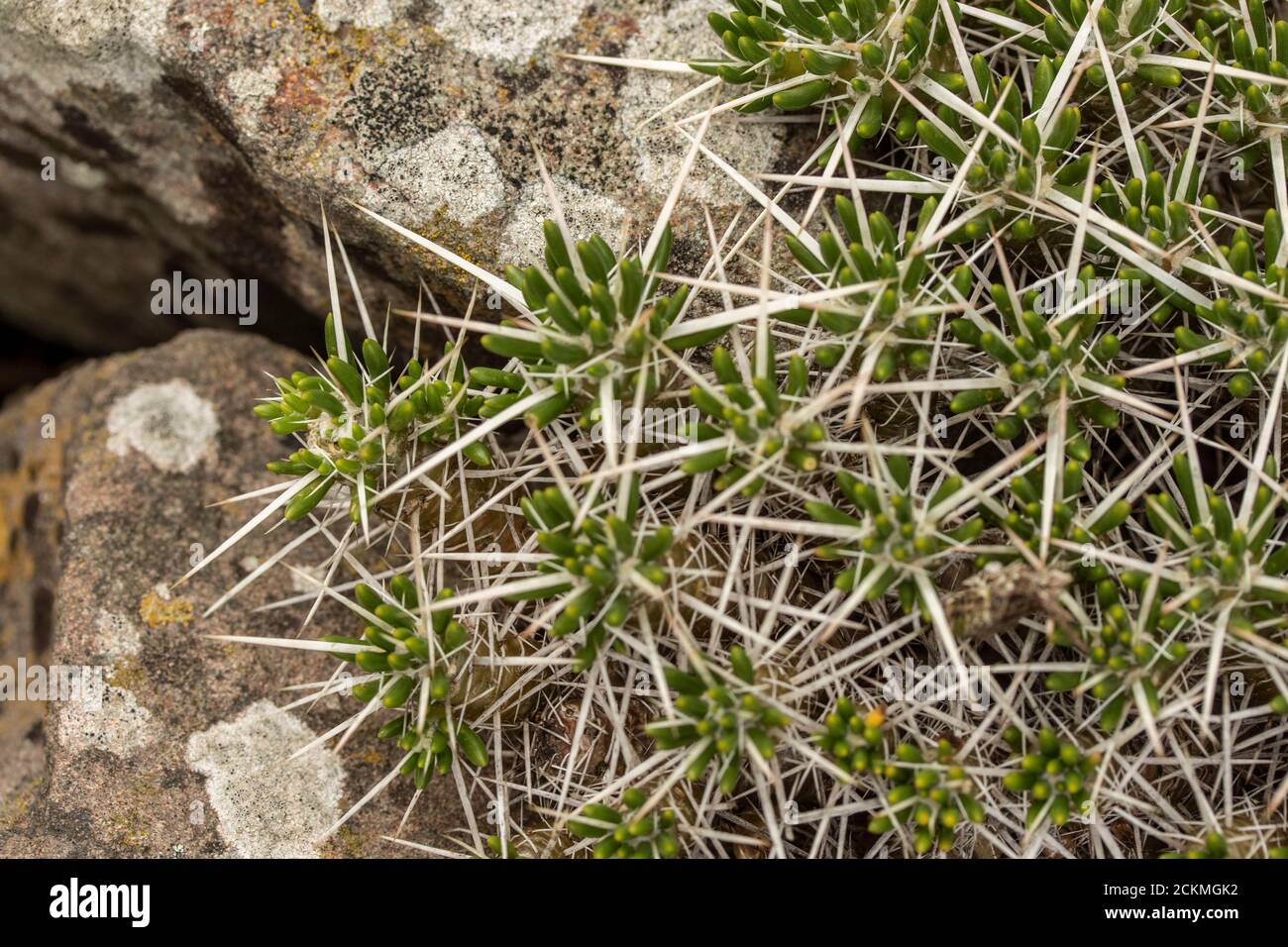 Maihuenia Poeppigii, dramatic spike natural ground cover Stock Photo