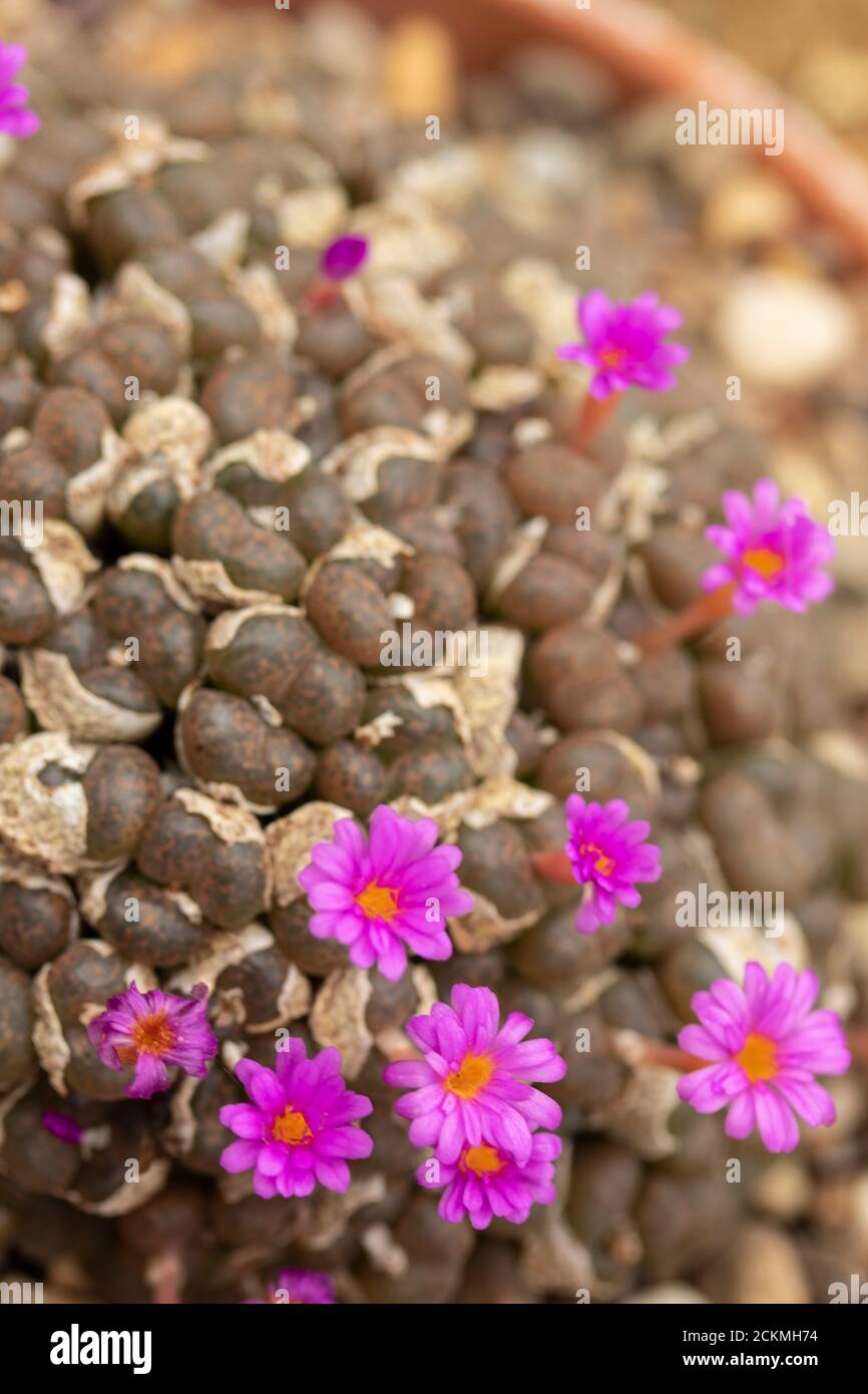 Conophytum Lithopsoides in flower Stock Photo