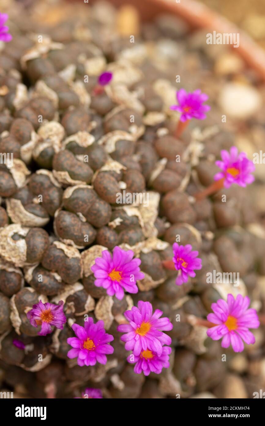 Conos High Resolution Stock Photography and Images - Alamy