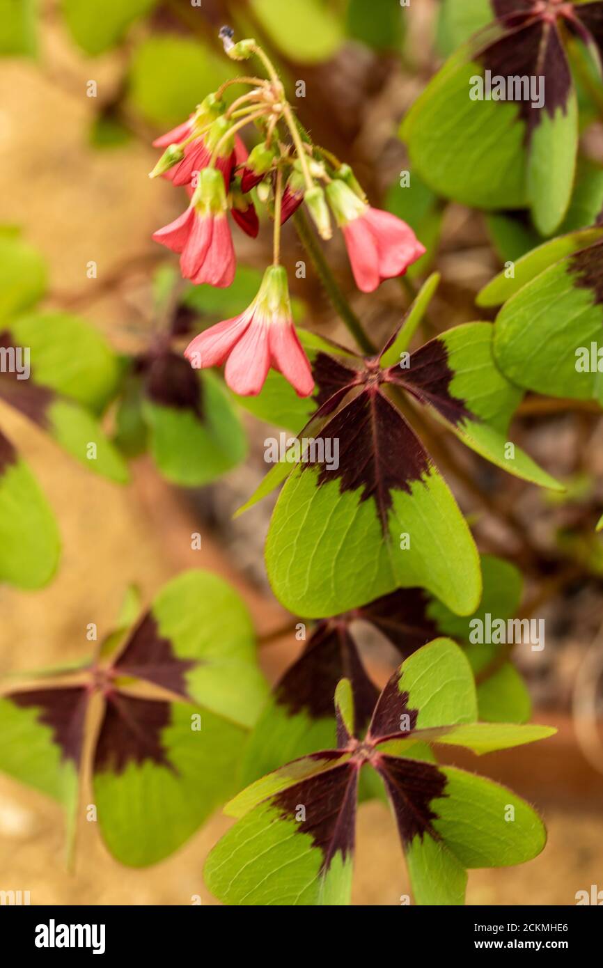 Oxalis Tetraphylla foliage and flowers in close up Stock Photo