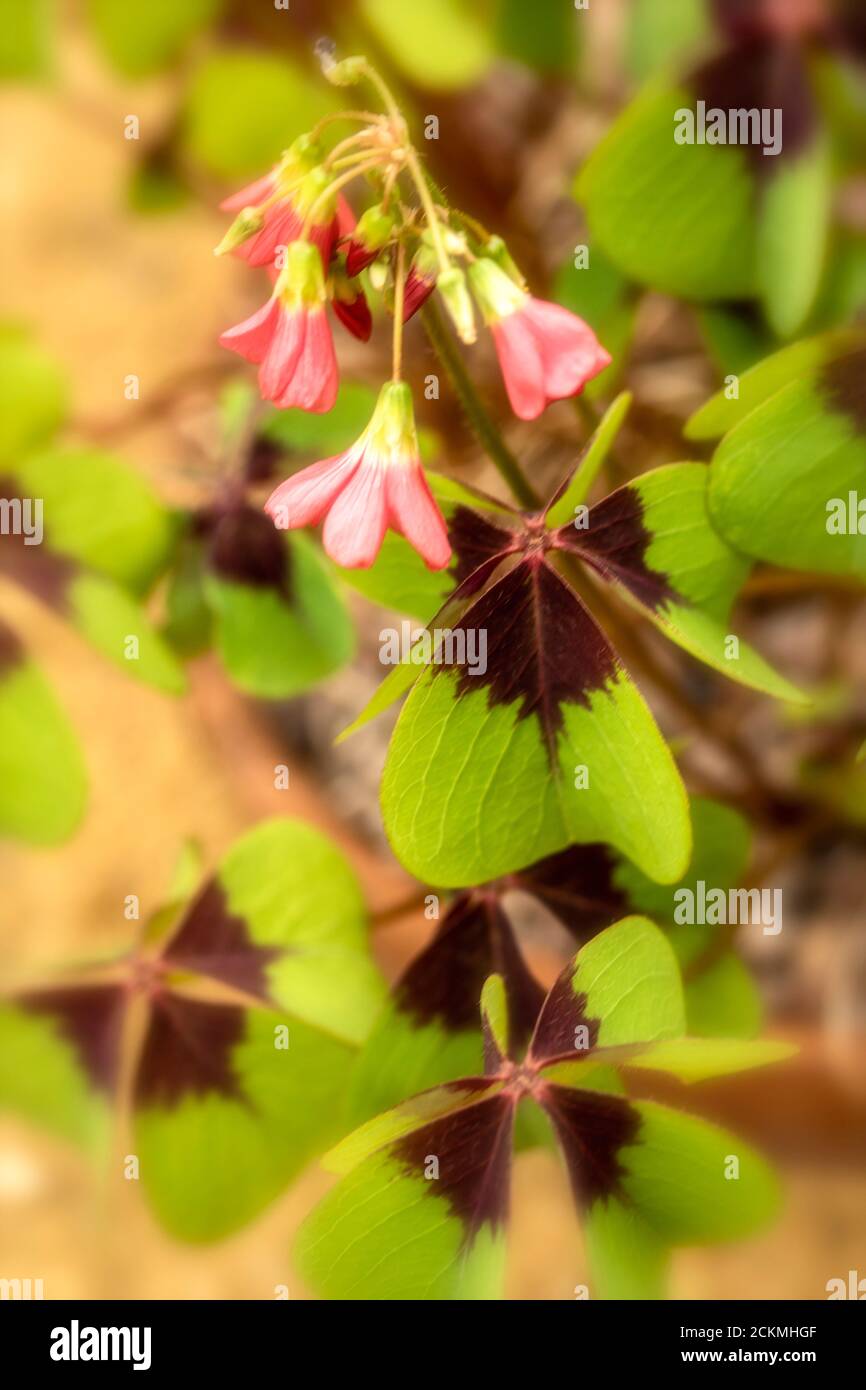 Oxalis Tetraphylla foliage and flowers in close up Stock Photo