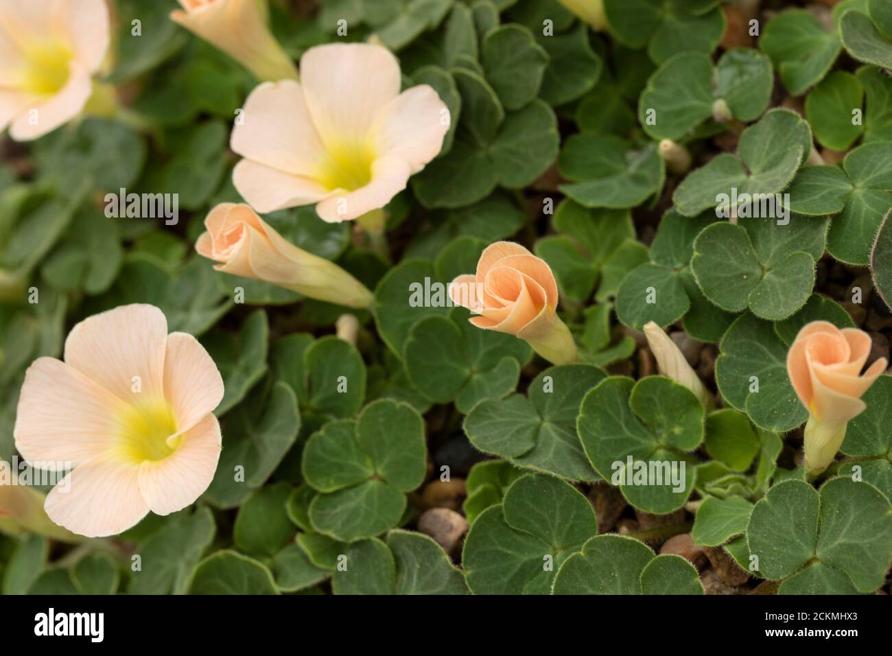 Oxalis Pulchella var Tomentosa flowers and foliage, nature close-up portrait Stock Photo