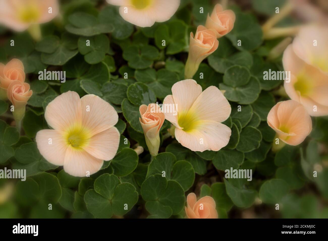 Oxalis Pulchella var Tomentosa flowers and foliage, nature close-up portrait Stock Photo