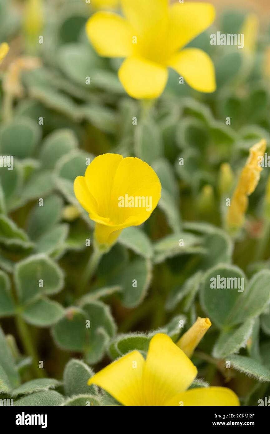 Oxalis Melanosticta yellow flowers and structured foliage Stock Photo