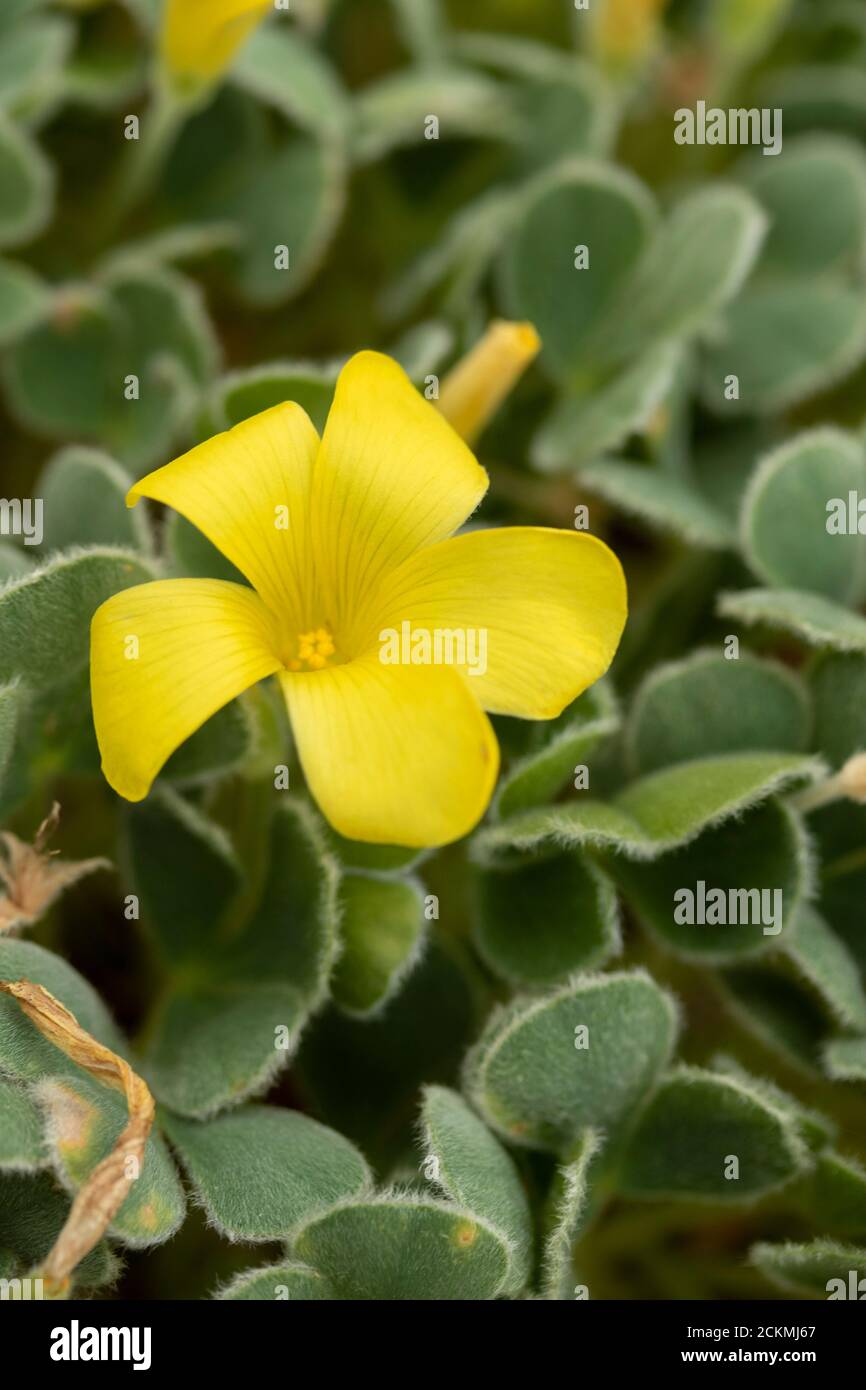 Oxalis Melanosticta yellow flowers and structured foliage Stock Photo