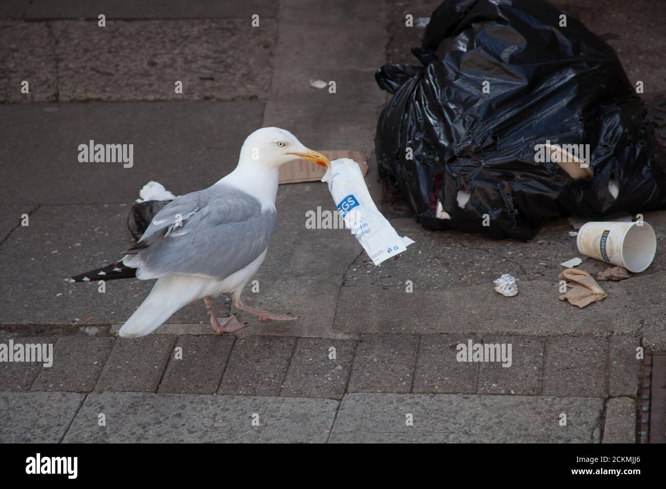 Seagull eating garbage hires stock photography and images Alamy