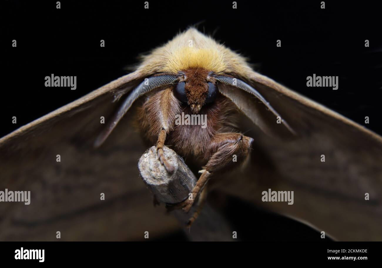 beautiful moth front view Stock Photo - Alamy