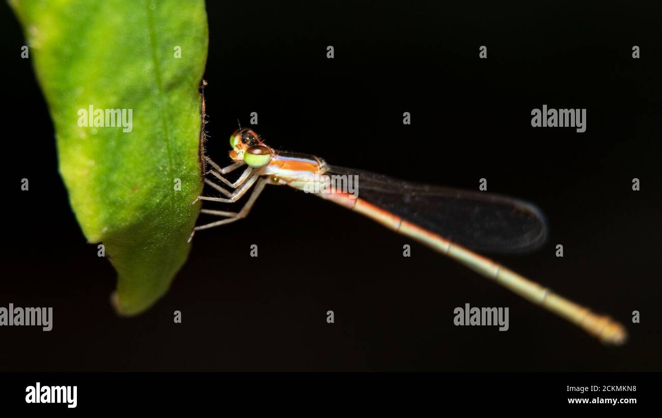 Damselflies on a leaf Stock Photo - Alamy