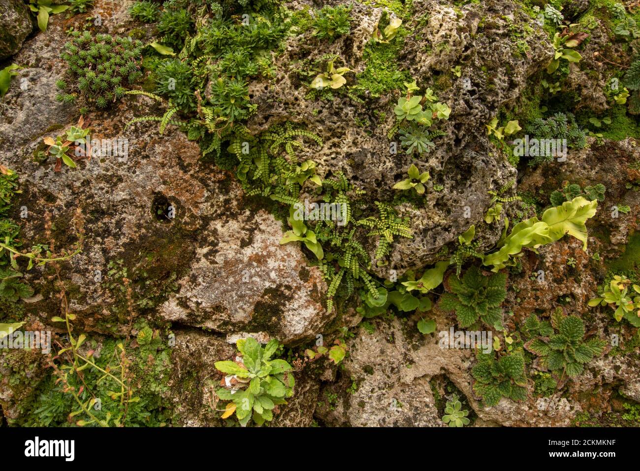 Environment friendly Green Wall (Living Wall Stock Photo - Alamy