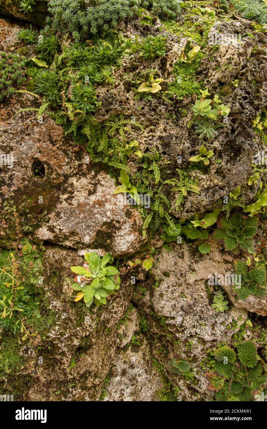 Environment friendly Green Wall (Living Wall Stock Photo - Alamy