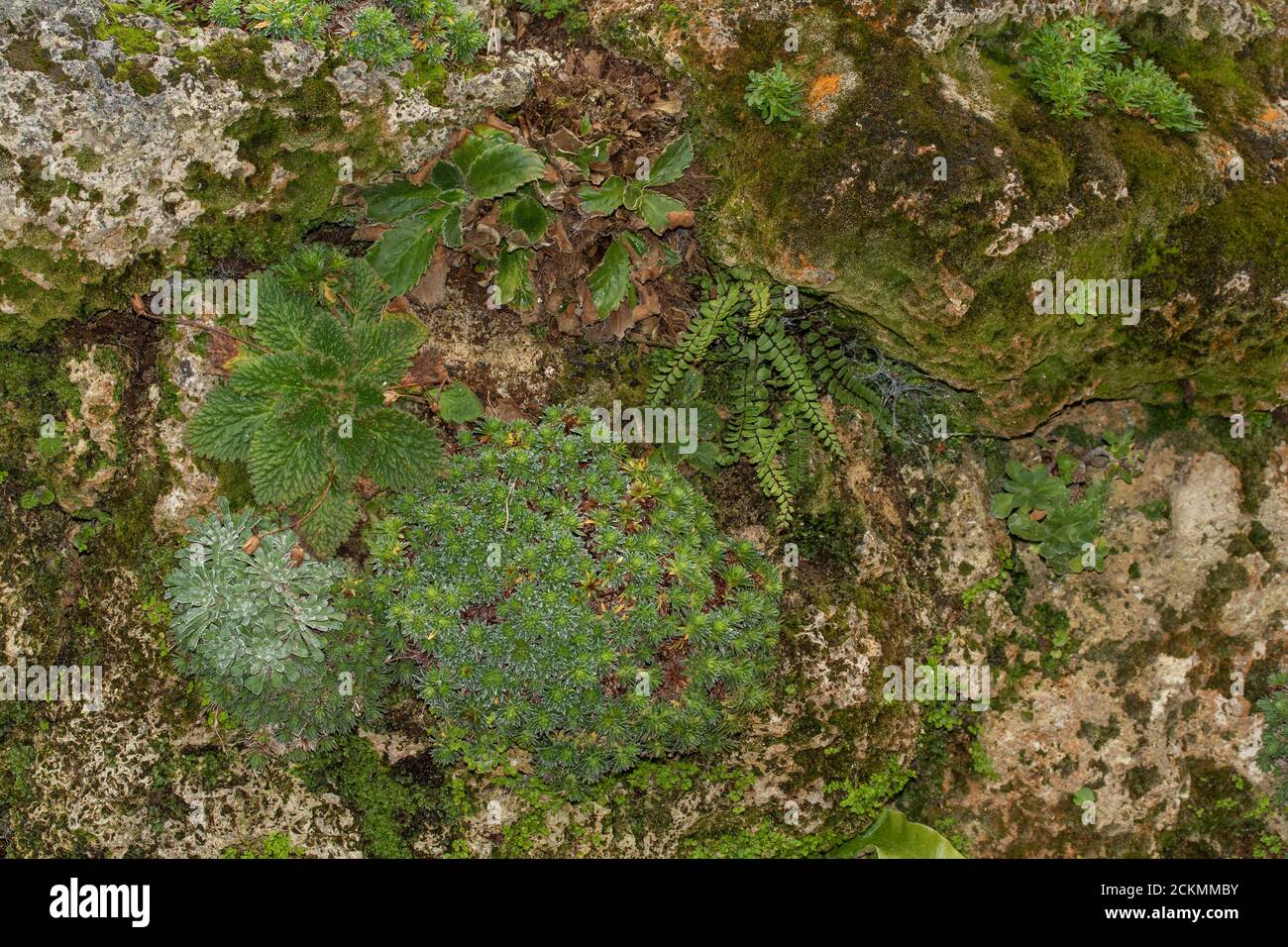 View of Environment friendly Green Wall (Living Wall Stock Photo - Alamy