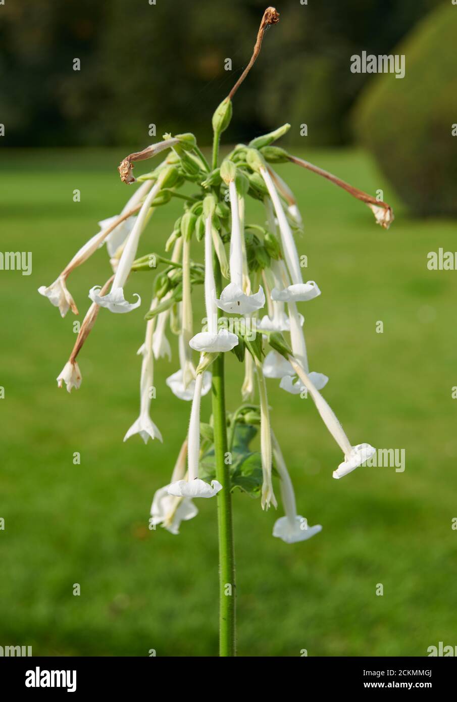 tobacco plant uk Tobacco (Nicotiana alata) plants in full flower in a raised bed during the  summer. England, UK, GB Stock Photo