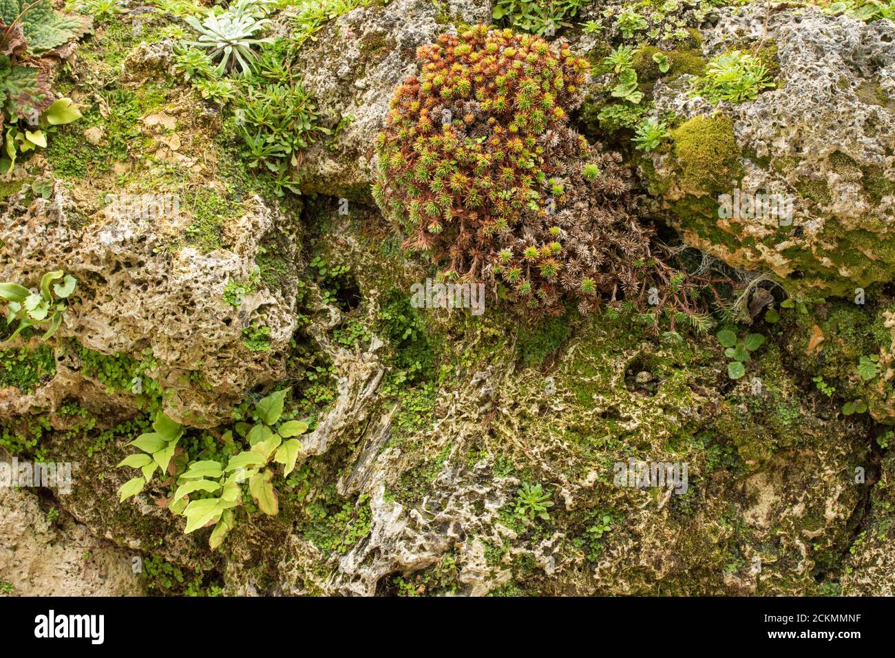 View of Environment friendly Green Wall (Living Wall Stock Photo - Alamy