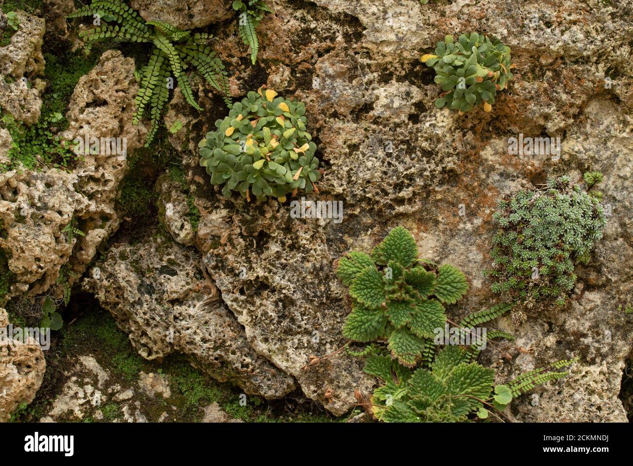 Environment friendly Green Wall (Living Wall Stock Photo - Alamy - Environmentally Friendly Living Walls