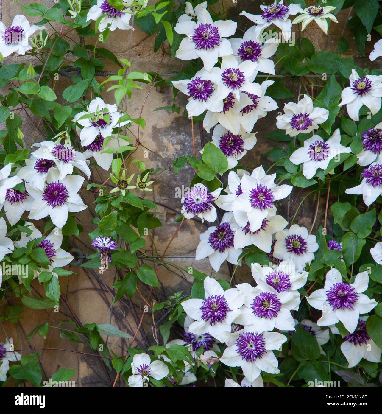 Stunning flowers of clematis florida 'Sieboldii' trained up a shady wall in a Derbyshire UK garden Stock Photo