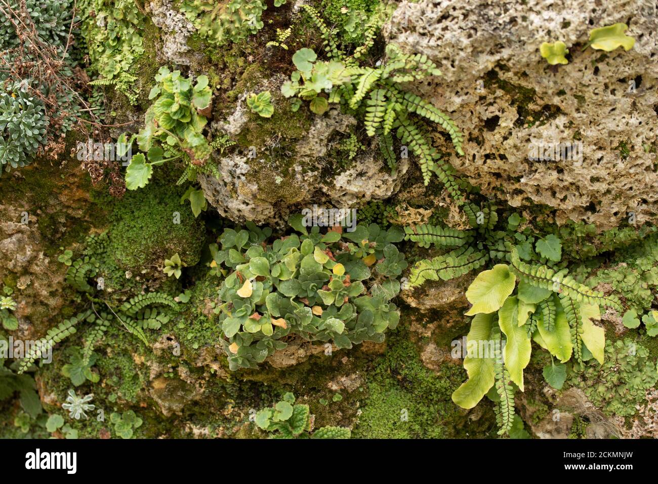 Environment friendly Green Wall (Living Wall Stock Photo - Alamy - Environmentally Friendly Living Walls