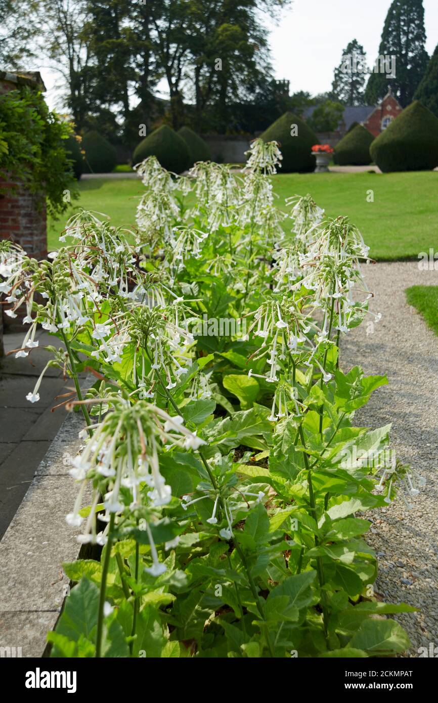 Tobacco (Nicotiana alata) plants in full flower in a raised bed during the summer. England, UK, GB. Stock Photo
