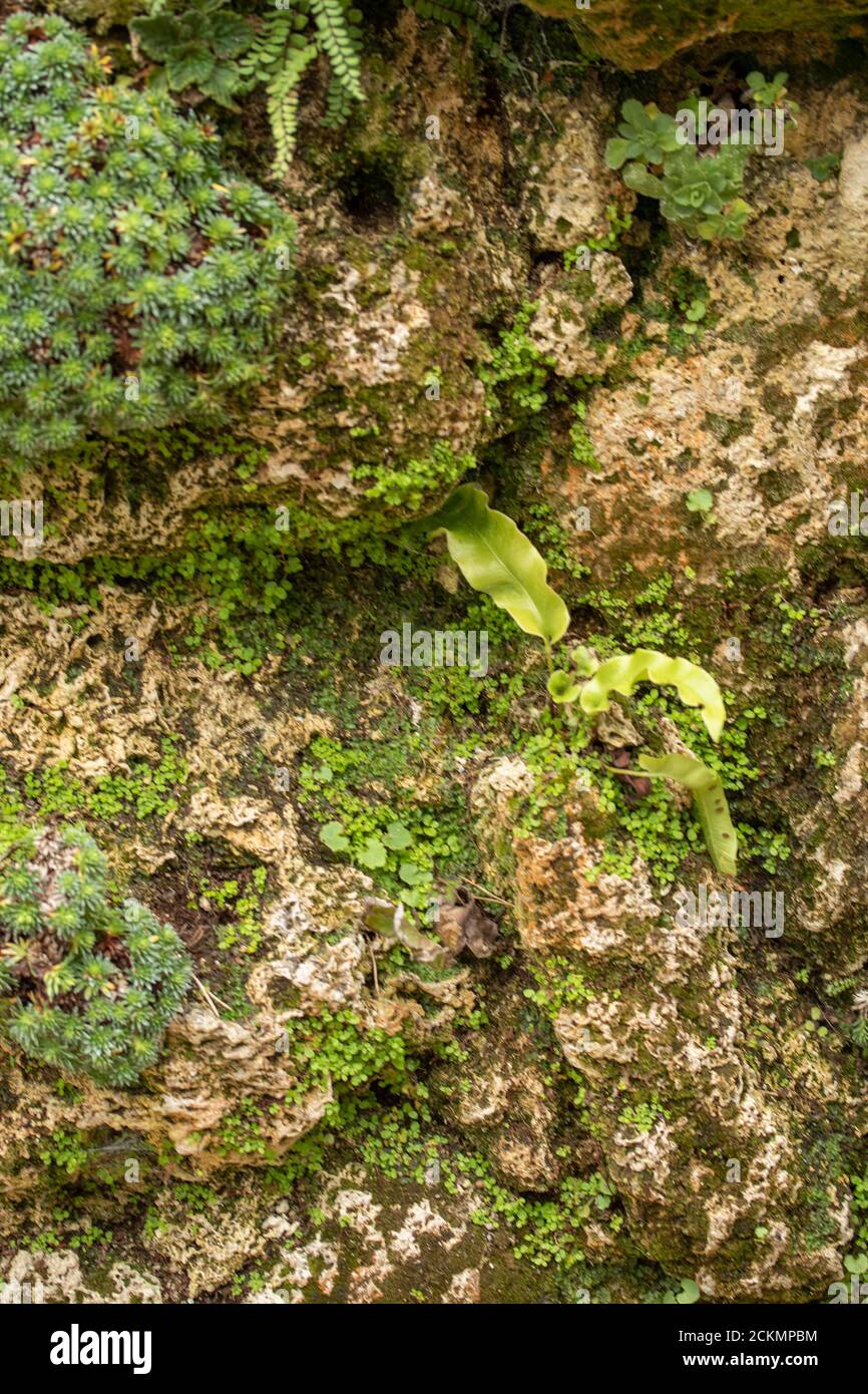 Image showcasing Environment friendly Green Wall (Living Wall Stock Photo - Alamy