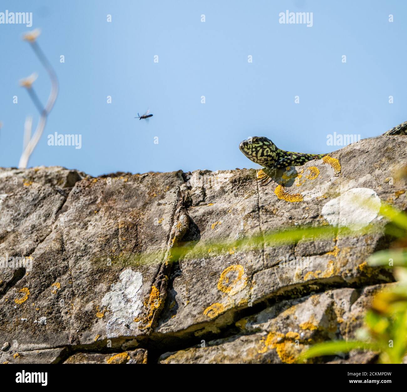 Wall lizard Podarcis muralis in the Avon Gorge Bristol UK eyeing up a fly Stock Photo
