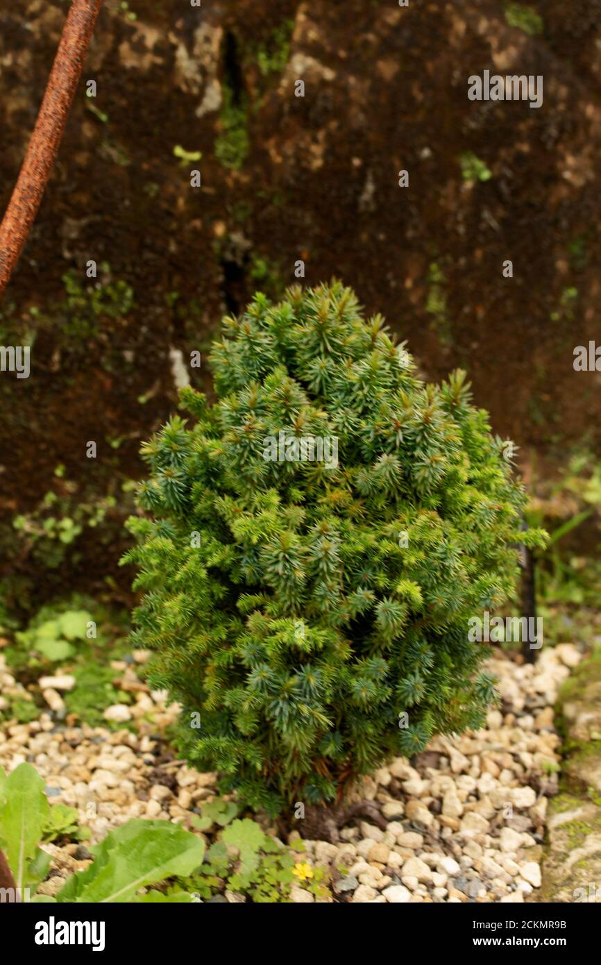 Cryptomeria Japonica 'Funny' miniature tree Stock Photo