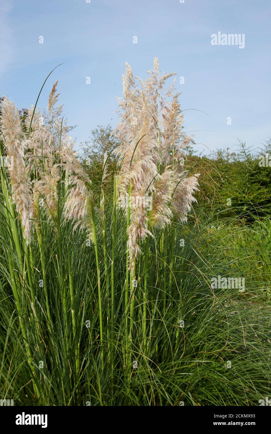 Pampas Grass (Saccharum ravennae) also known as Ravennagrass a species of Sugarcane, Elephant grass. Stock Photo