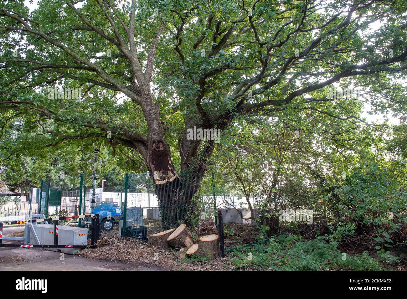 Ruislip, Middlesex, UK. 11th September, 2020. The limb of an oak tree