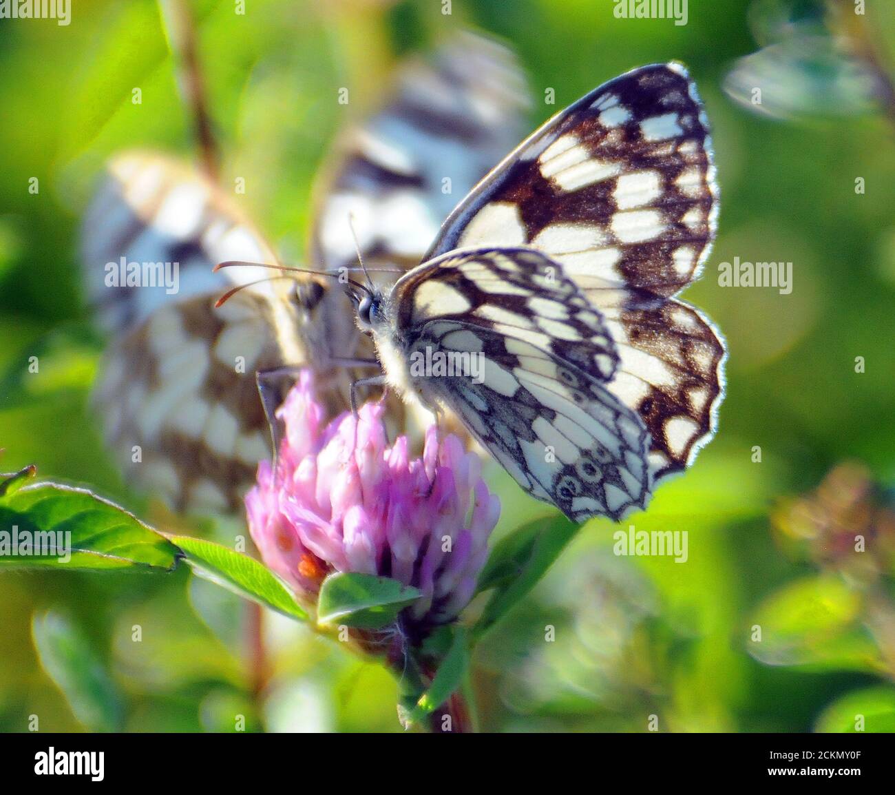 MARBLED WHITE BUTTERFLY Stock Photo