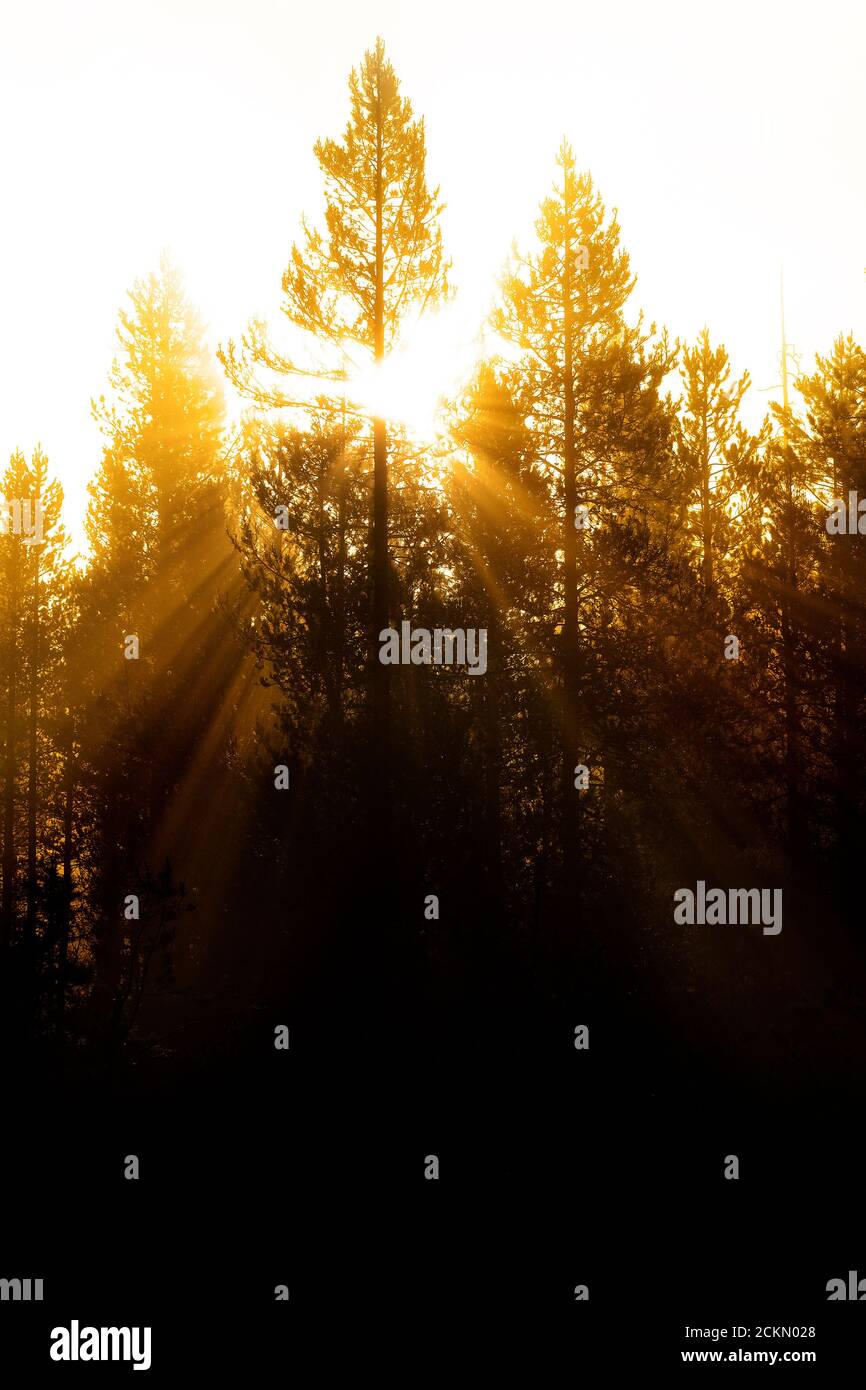 Morning light streaming streams through misty pine trees fog sunbeams sunrays Stock Photo