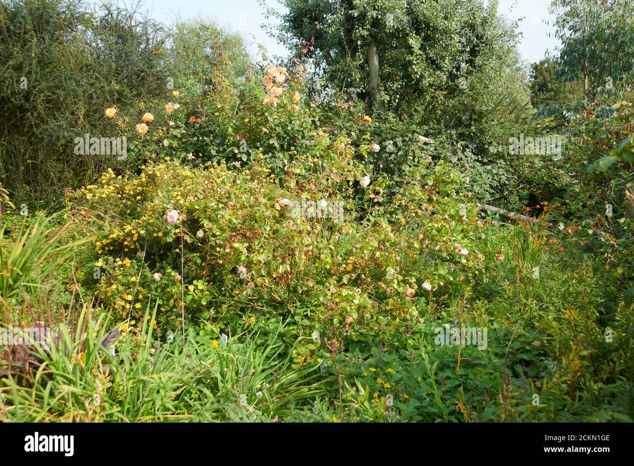 Herbaceous Borders High Resolution Stock Photography and Images - Alamy