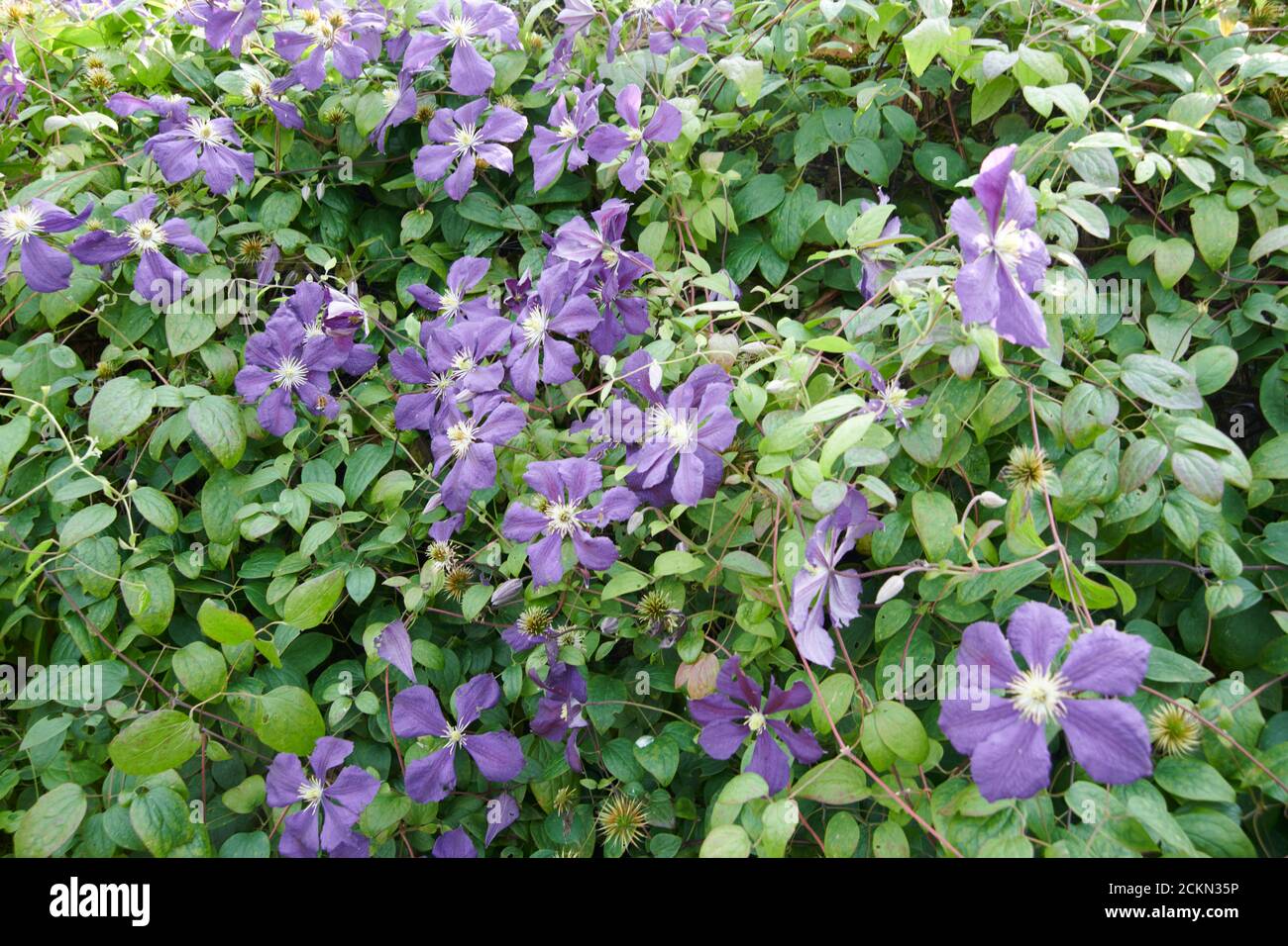 Clematis viticella is Also known as Italian Leather flower, in full bloom against a sheltered garden wall, England, UK, GB. Stock Photo