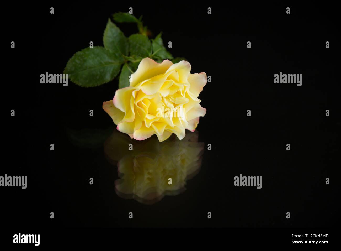 Yellow rose with green leaves, on a black background Stock Photo - Alamy